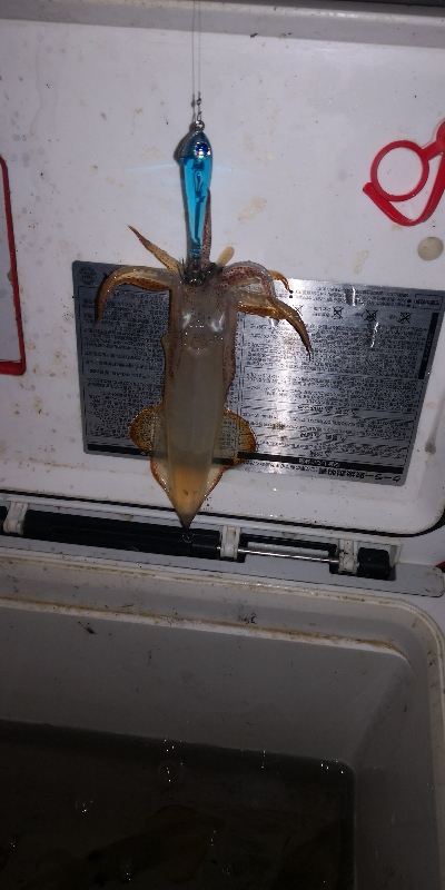 アジング練習 232