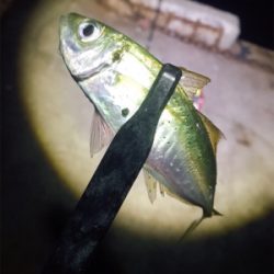 アジング？メバリング？