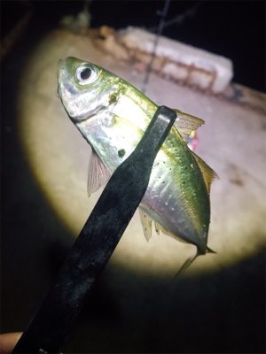 アジング？メバリング？