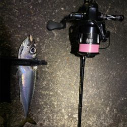 中央市場近くで五目釣り