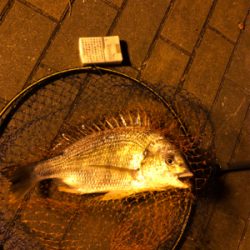 タチウオ居なかったです