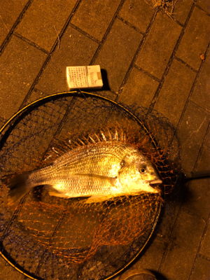 タチウオ居なかったです