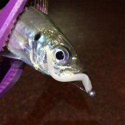 大阪湾奥アジング