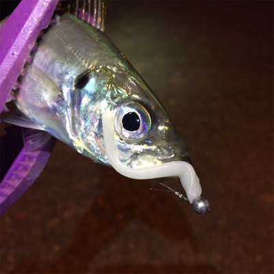 大阪湾奥アジング