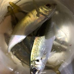 アジング化け物勝負❗️