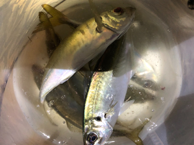 アジング化け物勝負❗️