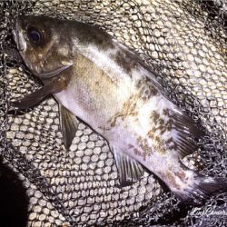 レガーメ牙突鱗付