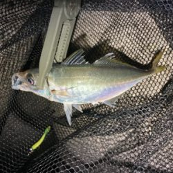 フロートアジング絶好調