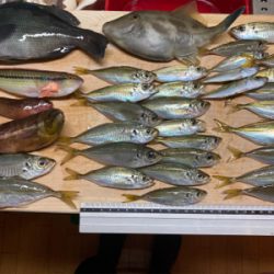 カワハギに狙いを定めて