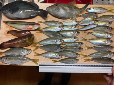 カワハギに狙いを定めて