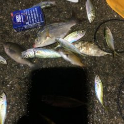 まだまだアオリイカ！