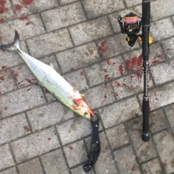 サゴシ57センチ、53センチ。。