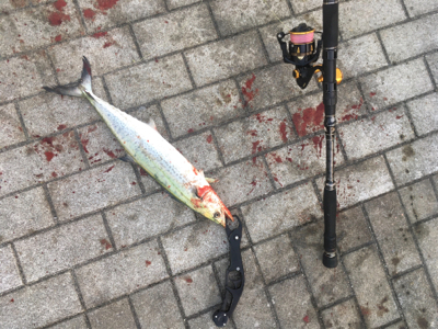 サゴシ57センチ、53センチ。。