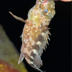 ヒイカ　エギング