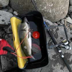 サラシの中からヒラスズキ！！