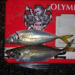 アジング練習 233