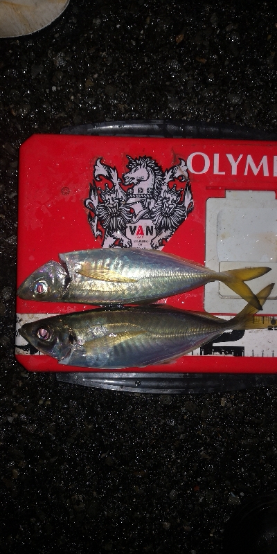 アジング練習 233