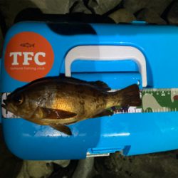 鳴門でフロートアジング