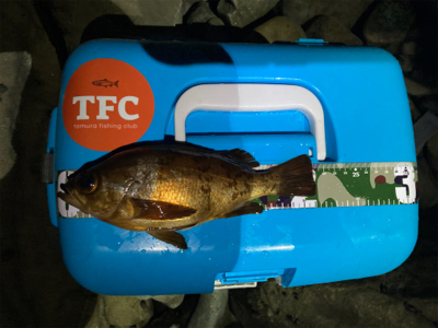 鳴門でフロートアジング