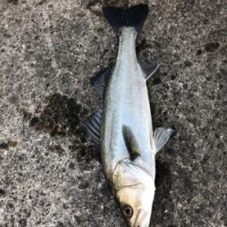 エビ撒き　セイゴ狙い