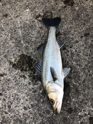 エビ撒き　セイゴ狙い