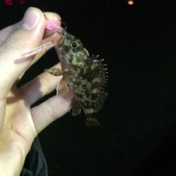 アジを求めて⑳