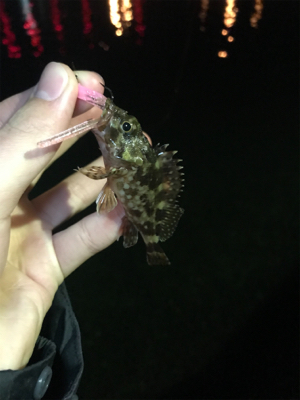 アジを求めて⑳