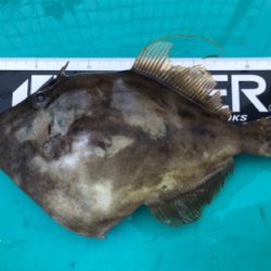 アオリイカ、カワハギ便