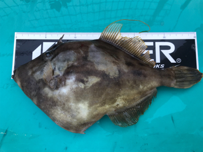 アオリイカ、カワハギ便