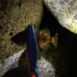 メバリング調査