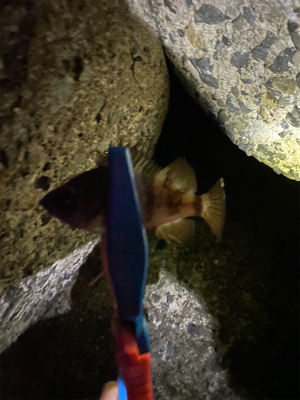 メバリング調査