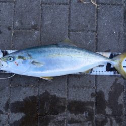 ギリ鰆62センチ。ハマチ47センチ。。