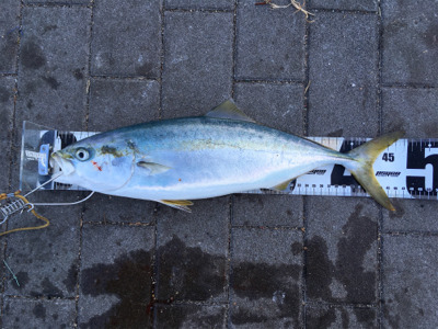 ギリ鰆62センチ。ハマチ47センチ。。