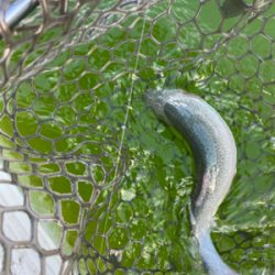 服部トラウト　トゥールチューン