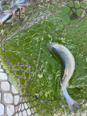 服部トラウト　トゥールチューン