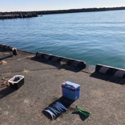 朝一のみカマス釣れてます