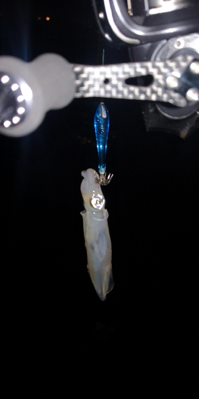 アジング練習 234