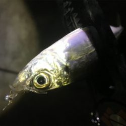 活性高いアジング