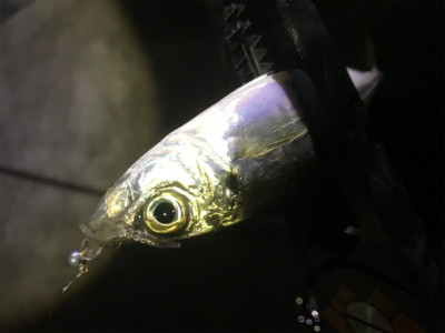 活性高いアジング