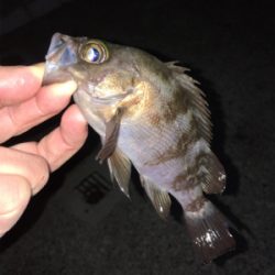 ライトゲームでアジ、メバル