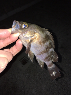 ライトゲームでアジ、メバル