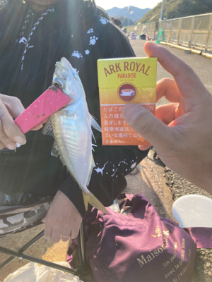 アジの入れ食い