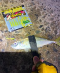 アジ釣れますねぇ〜