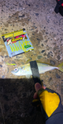 アジ釣れますねぇ〜