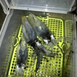 やっぱり厳しいヒイカ釣り(＞＜)