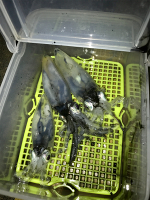 やっぱり厳しいヒイカ釣り(＞＜)