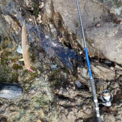 もう真冬なのに夏の魚をゲット!