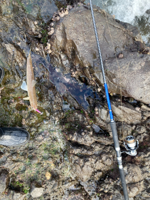 もう真冬なのに夏の魚をゲット!