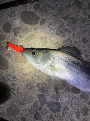 激シブメバリング