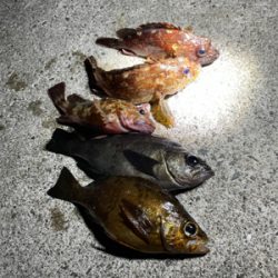 冬メバル&ガシラ